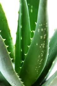 Aloe Vera para tomar y aplicar en la piel!