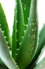 Aloe Vera para tomar y aplicar en la piel! - mejor precio | unprecio.es