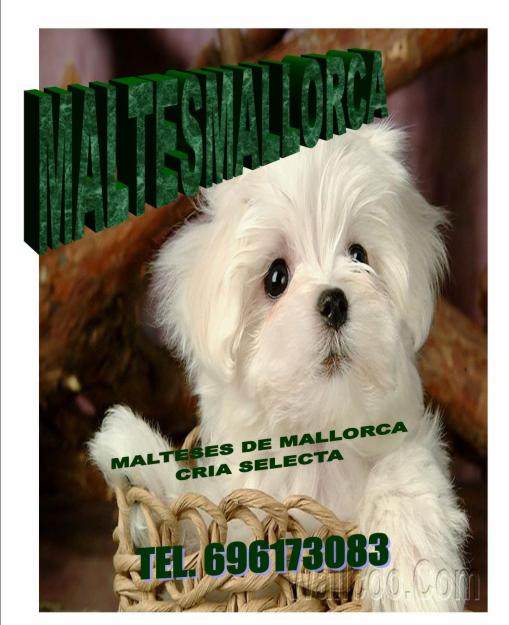 bichones malteses de mallorca