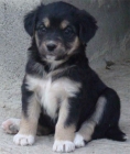 Cachorros de COCKER - mejor precio | unprecio.es