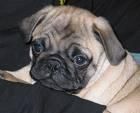 Hombre cachorro Pug para un hogar encantador