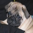 Hombre cachorro Pug para un hogar encantador - mejor precio | unprecio.es