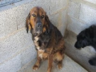 Xena es una perrita muy guapa a la que la vida le ha quitado el derecho de todo animal - mejor precio | unprecio.es