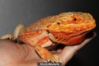 Pogona red hipomelanistica de año y medio - mejor precio | unprecio.es
