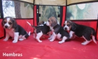 Beagles nueva camada de cachorros tricolores - mejor precio | unprecio.es