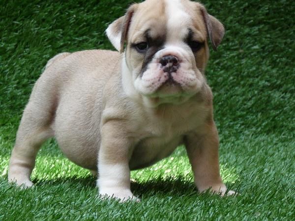 Cachorrito de Bulldog Inglés 100