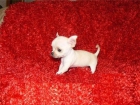 Cachorro chihuahua 100e - mejor precio | unprecio.es