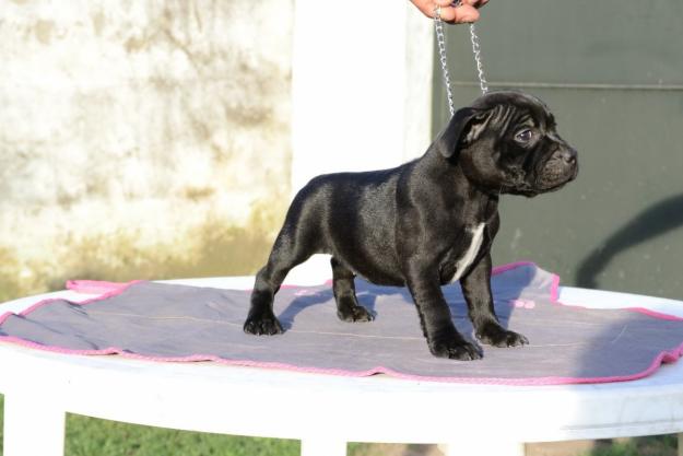 Cachorros de pura raza de staffordshire, hembras negras y marron Nacionales de pura raza