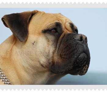 CAMADA CACHORROS BULLMASTIFF PURA RAZA