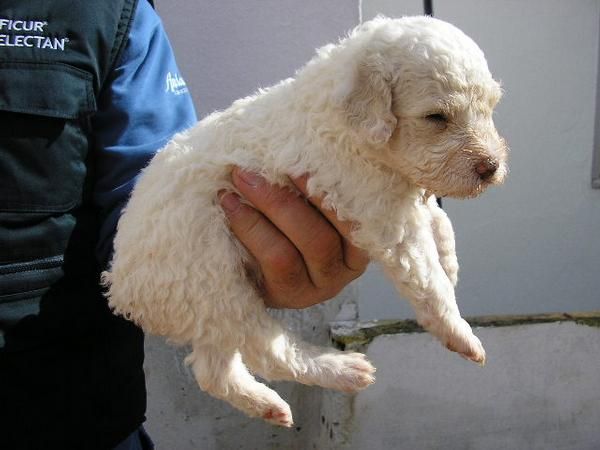 Camada de Perro de Aguas Español con pedigrí