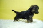 pastor aleman, 4 cachorros en venta. pedegree y chip  incorporado - mejor precio | unprecio.es