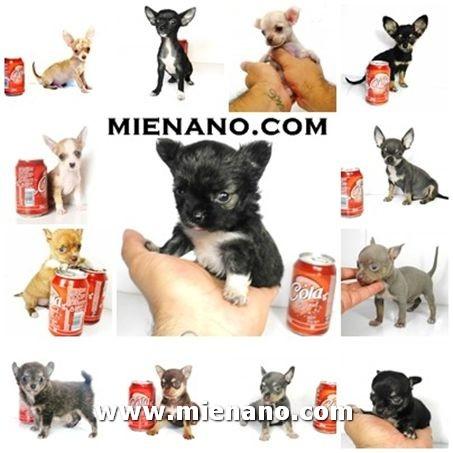 PERRITOS CHIHUAHUA ENANOS, PUEDES VER TODOS LOS CACHORROS DISPONIBLES EN NUESTRA WEB