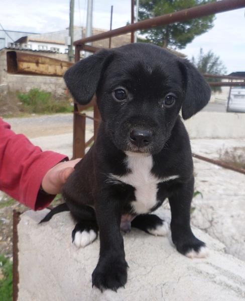 Pili y Milo, 2 hermanitos tamaño peque buscan hogar‏