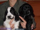 Preciosos cachorros COCKER SPANIEL - vendo - mejor precio | unprecio.es