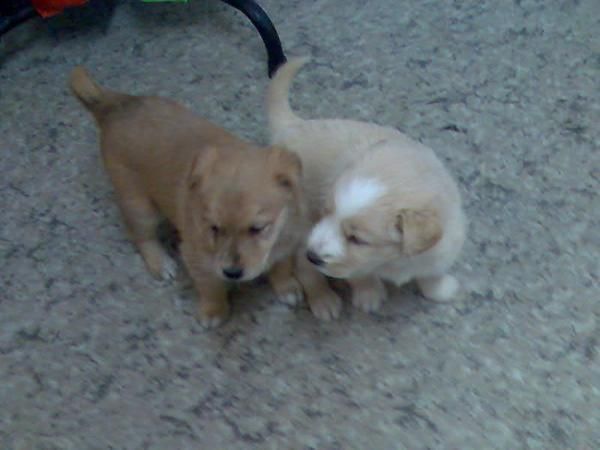 REGALO CACHORROS RECIEN DESTETADOS