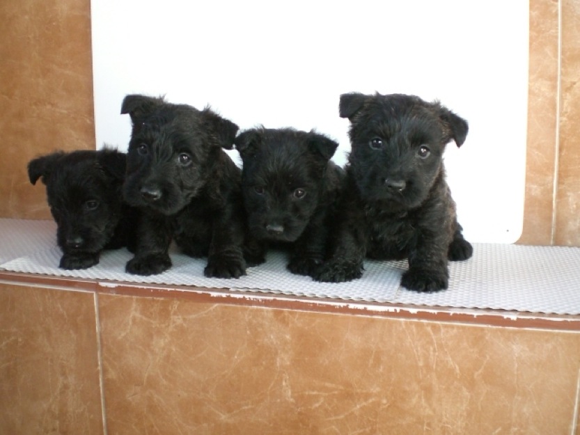 Scottish terrier , ejemplares disponibles para entrega , machos inscritos en Loe - Rsce