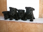 Scottish terrier , ejemplares disponibles para entrega , machos inscritos en Loe - Rsce - mejor precio | unprecio.es