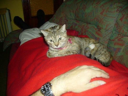 SE REGALAN GATITOS