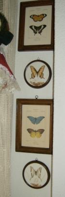 4 cuadros mariposas por 55 Euro o separado