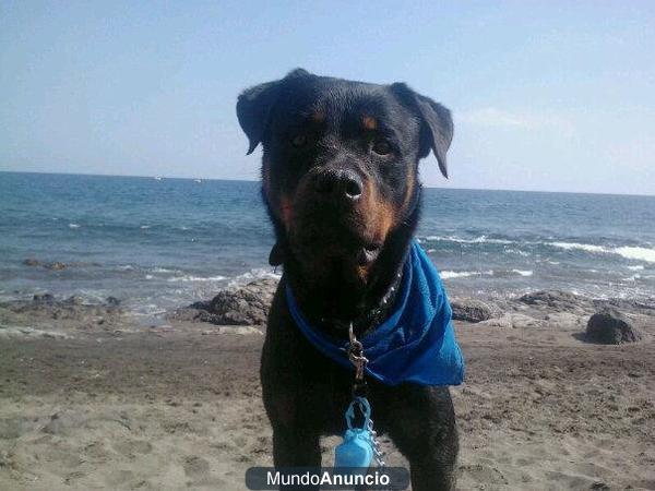 BUSCO NOVIA ROTTWEILER