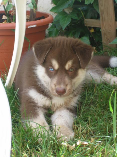 CACHORROS HUSKY SIBERIANO DE RAZA