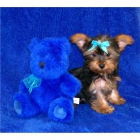 Disponibles cachorros Yorkshire Terrier 125€ - mejor precio | unprecio.es