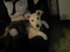 husky siberiano. - mejor precio | unprecio.es