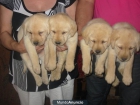 Labradores retriever,vendo cachorros. - mejor precio | unprecio.es