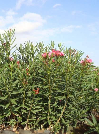 Plantas de adelfa economicas