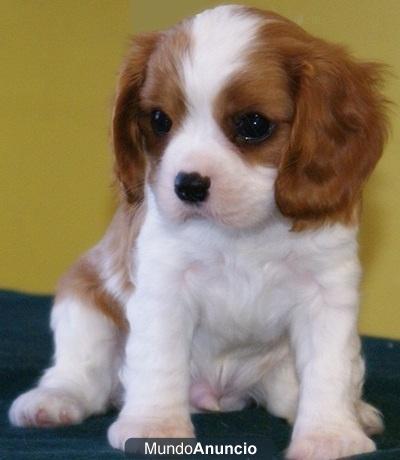 regalo Majestic deseados Cavalier King Charles Spaniel cachorros