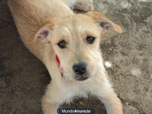 regalo mestizo terrier