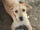 regalo mestizo terrier - mejor precio | unprecio.es