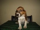 VENDO LA ULTIMA CACHRRITA DE BEAGLE TRICOLOR CON PEDIGREE A 200 . - mejor precio | unprecio.es