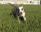 American staffordshire terrier - mejor precio | unprecio.es