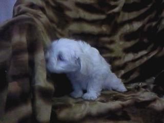BICHON MALTES EN BARCELONA 280
