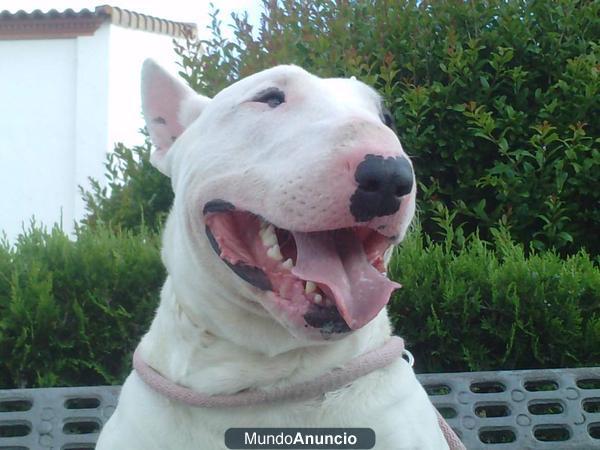 BULLTERRIER CACHORROS DE GRAN CALIDAD,C AMADA PARTICULAR