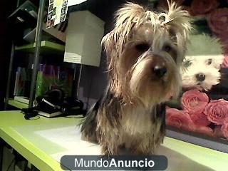 Busco yorshire cien terrier en sevilla, estaba en el alamillo