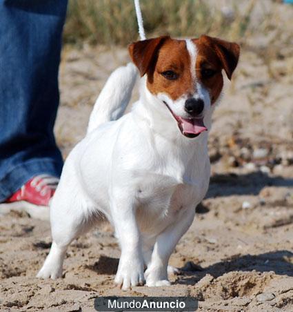 Cachorros JACK RUSSELL