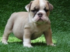 REGALO HEMBRA BULLDOG INGLES SE BUSCA FAMILIA QUE SEPA CUIDAR UN BULLDOG INGLES - mejor precio | unprecio.es