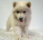 Samoyedo machos & hembras de calidad - mejor precio | unprecio.es