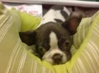 BULLDOG FRANCES, - mejor precio | unprecio.es