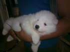 CACHORRITOS DE SAMOYEDO - mejor precio | unprecio.es