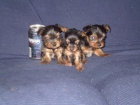 Cachorritos de yorkshire - mejor precio | unprecio.es
