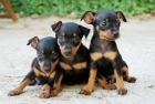 Cachorros Pincher - mejor precio | unprecio.es