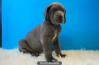 Dogo Aleman ejemplares de las mejores lineas Colores azul o arlequin - mejor precio | unprecio.es