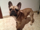 El mejor bulldog frances para montas - mejor precio | unprecio.es