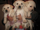 golden retriever macho y hembra - mejor precio | unprecio.es