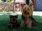 MINI YORKSHIRE CON CHIP A 400E Y PEDIGRE - mejor precio | unprecio.es