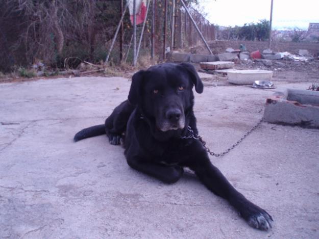 Otto, un mastín que necesita un hogar