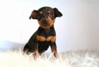 PINSCHER MINIATURA , NEGRO CON FUEGO , MACHOS & HEMBRAS , LISTOS PARA ENTREGA - mejor precio | unprecio.es